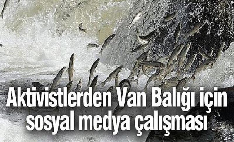 Aktivistlerden Van Balığı için sosyal medya çalışması