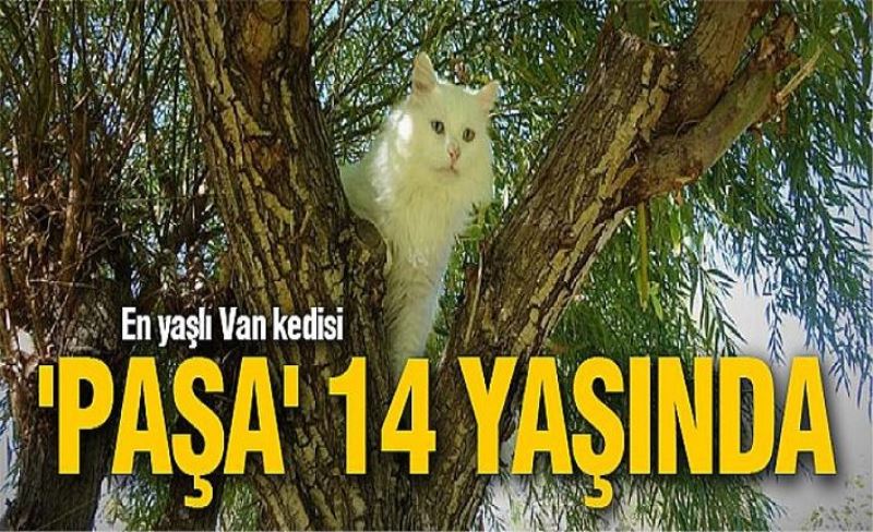 En yaşlı Van kedisi 'Paşa' 14 yaşında