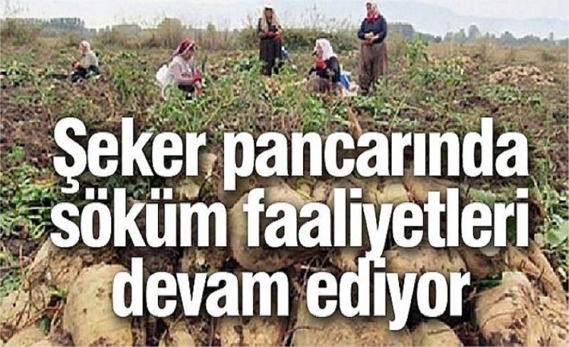 Şeker pancarında söküm faaliyetleri devam ediyor