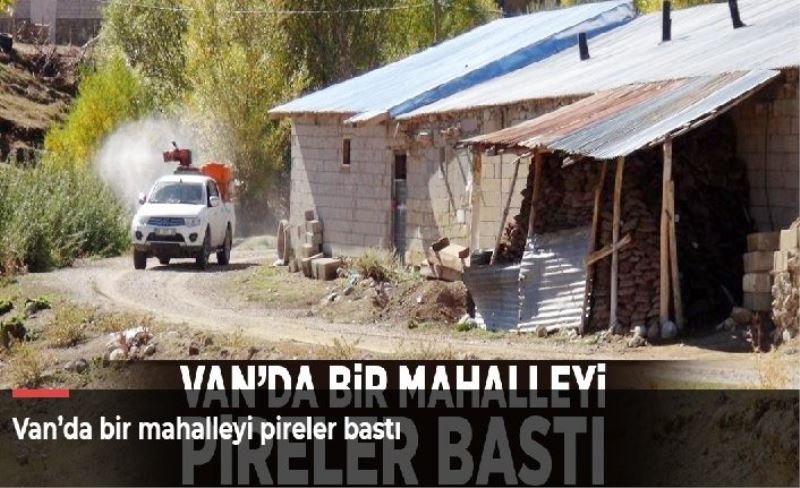 Van’da bir mahalleyi pireler bastı