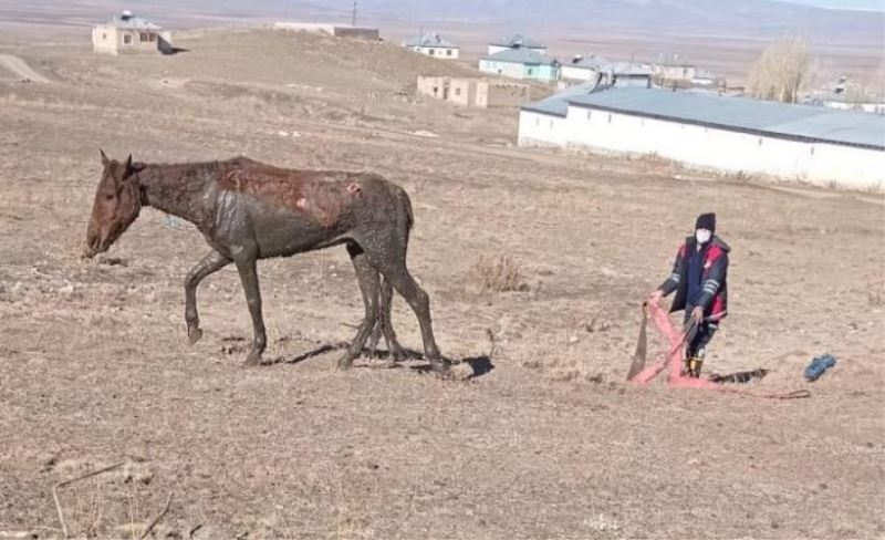 Fosseptik çukuruna düşen at kurtarıldı