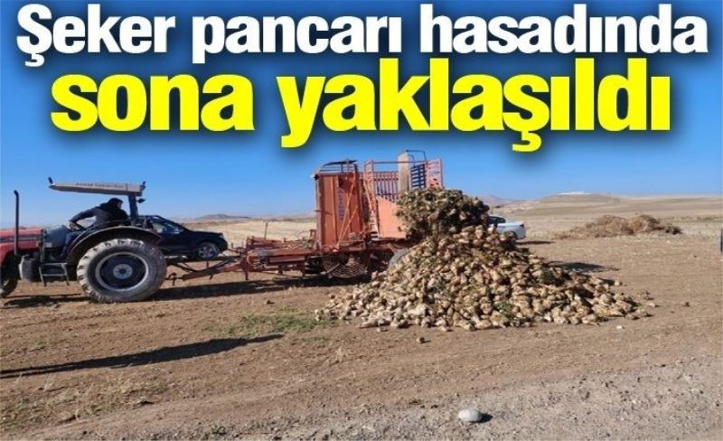 Şeker pancarı hasadında sona yaklaşıldı