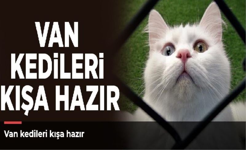 Van kedileri kışa hazır