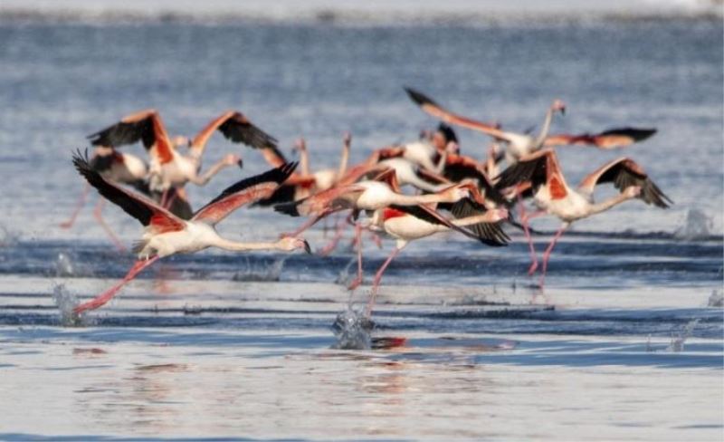 Flamingolar Van'ı terk etmedi