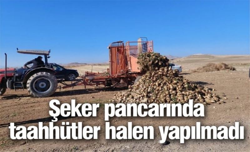 Şeker pancarında taahhütler halen yapılmadı