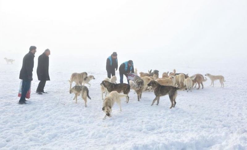 Tuşba Belediyesi sokak hayvanları için seferber oldu