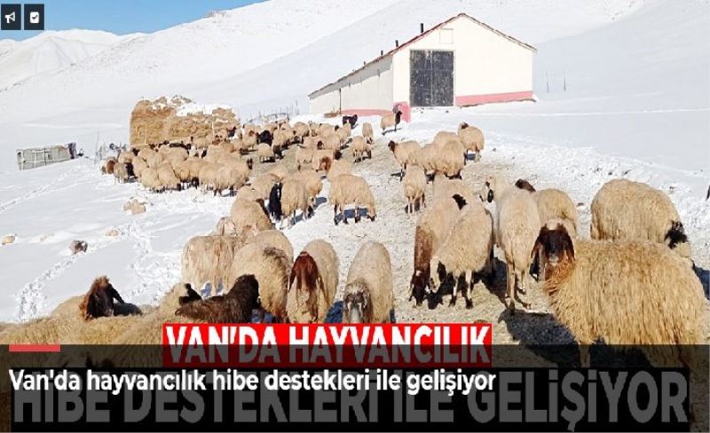 Van'da hayvancılık hibe destekleri ile gelişiyor