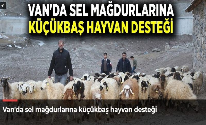 Van'da sel mağdurlarına küçükbaş hayvan desteği
