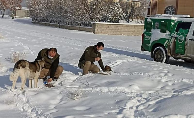 Van polisi sokak hayvanları için seferber oldu