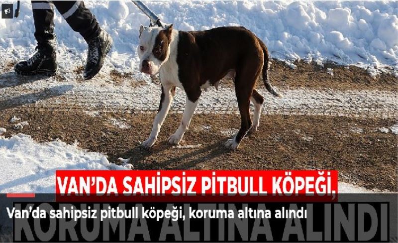 Van’da sahipsiz pitbull köpeği, koruma altına alındı