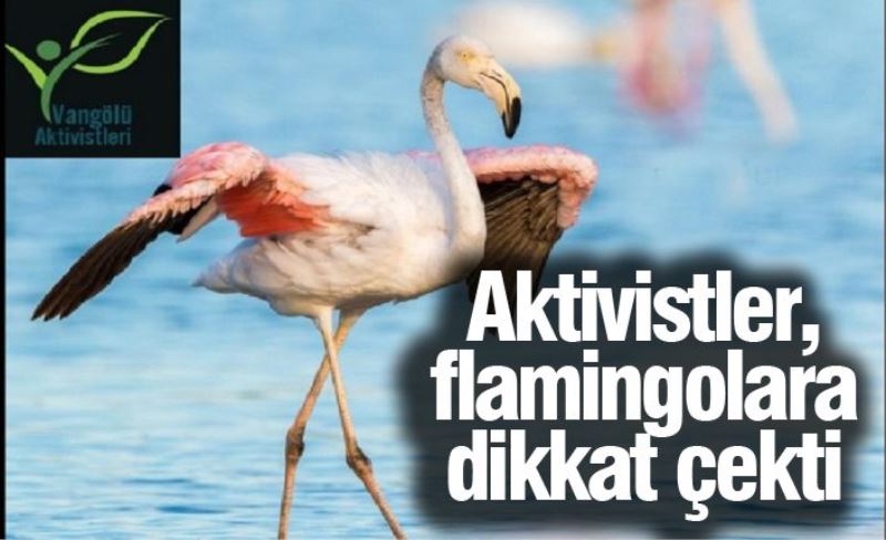 Aktivistler, flamingolara dikkat çekti