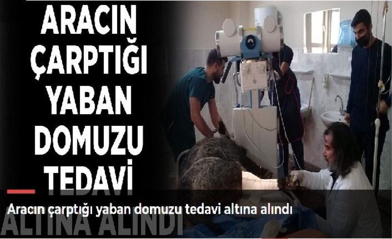 Aracın çarptığı yaban domuzu tedavi altına alındı