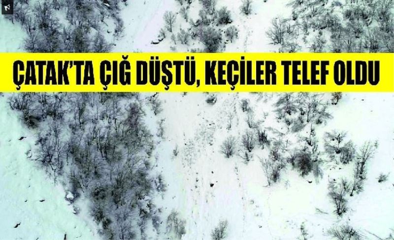 Çatak’ta çığ düştü, keçiler telef oldu