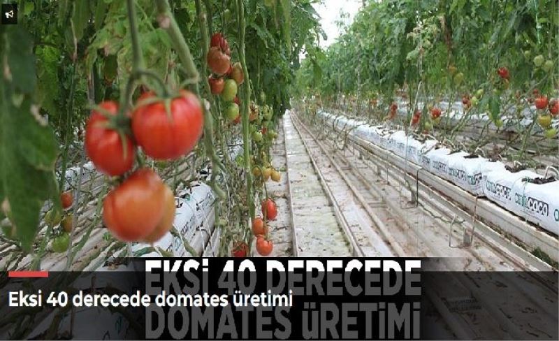 Eksi 40 derecede domates üretimi