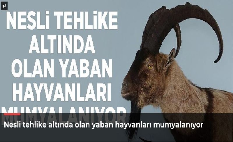 Nesli tehlike altında olan yaban hayvanları mumyalanıyor