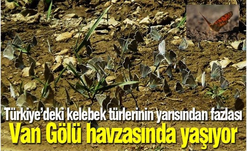 Türkiye’deki kelebek türlerinin yarısından fazlası Van Gölü havzasında yaşıyor