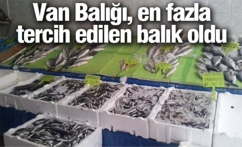 Van Balığı, en fazla tercih edilen balık oldu