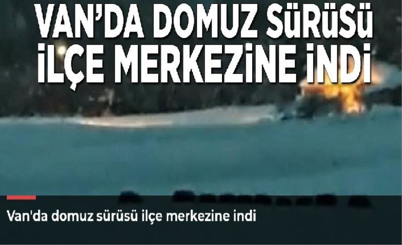 Van'da domuz sürüsü ilçe merkezine indi