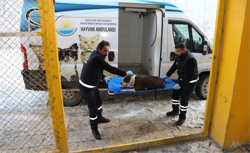 Van'da yasaklı ırk köpekleri ücretsiz kısırlaştıracak