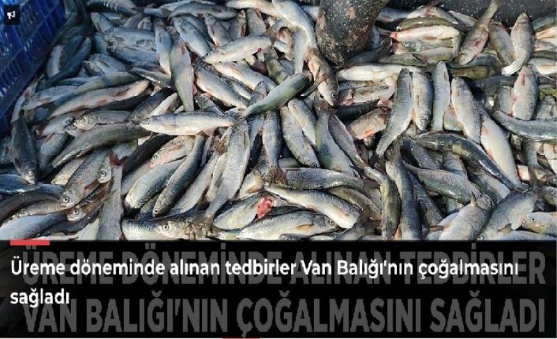 Üreme döneminde alınan tedbirler Van Balığı'nın çoğalmasını sağladı