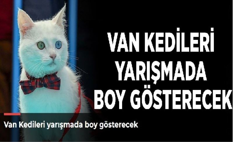 Van Kedileri yarışmada boy gösterecek