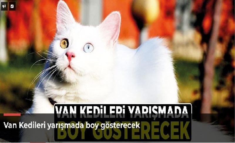 Van Kedileri yarışmada boy gösterecek