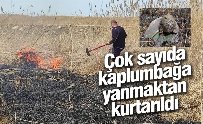 Çok sayıda kaplumbağa yanmaktan kurtarıldı