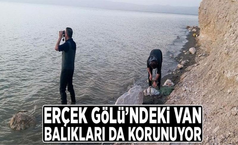 Erçek Gölü’ndeki Van Balıkları da korunuyor