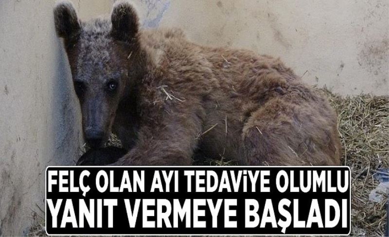 Felç olan ayı tedaviye olumlu yanıt vermeye başladı