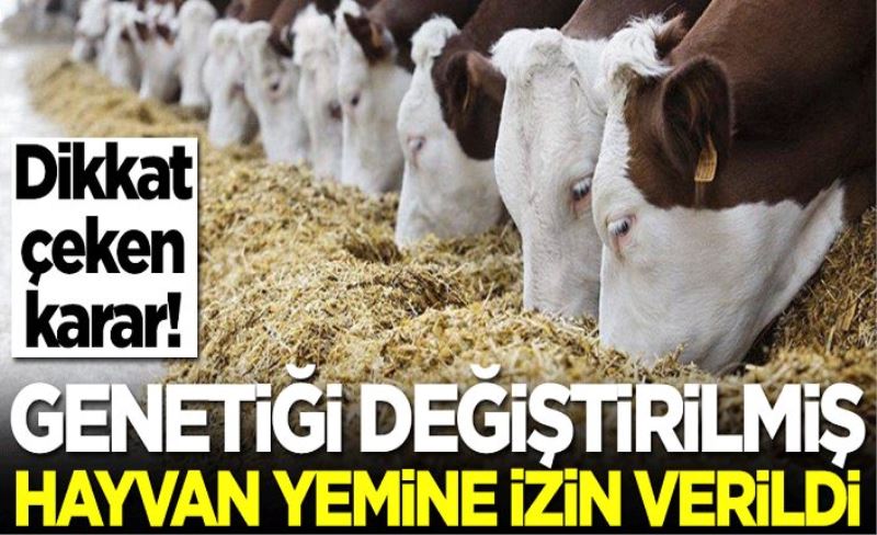 Genetiği değiştirilmiş hayvan yemine izin verildi! Dikkat çeken karar...