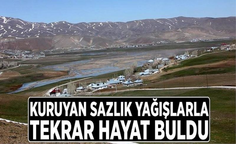 Kuruyan sazlık yağışlarla tekrar hayat buldu