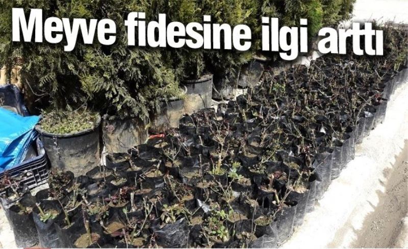 Meyve fidesine ilgi arttı