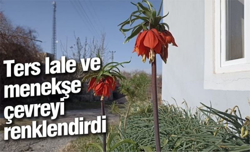 Ters lale ve menekşe çevreyi renklendirdi