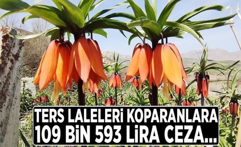 Ters laleleri koparanlara 109 bin 593 lira ceza…