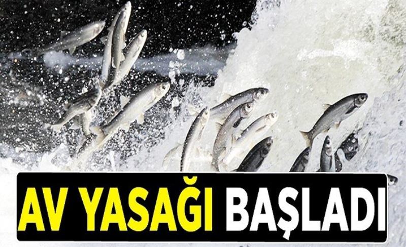 Van Balığı av yasağı başladı