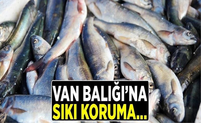 Van Balığı’na sıkı koruma…