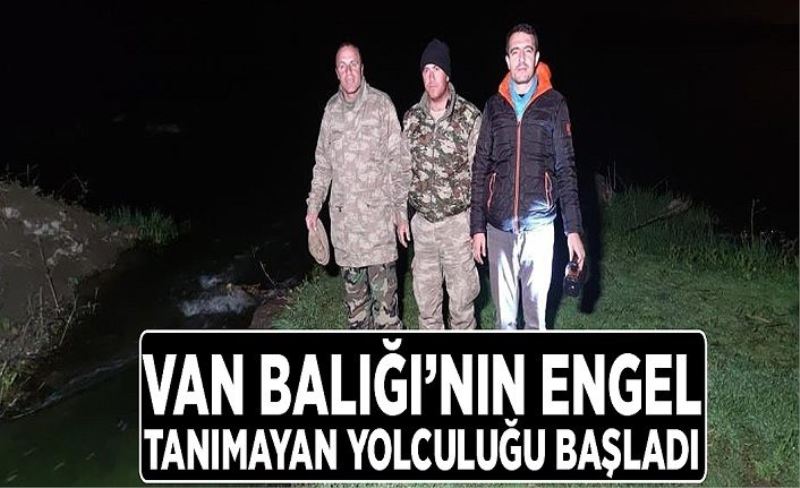 Van Balığı’nın engel tanımayan yolculuğu başladı