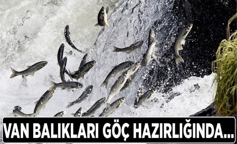 Van Balıkları göç hazırlığında…