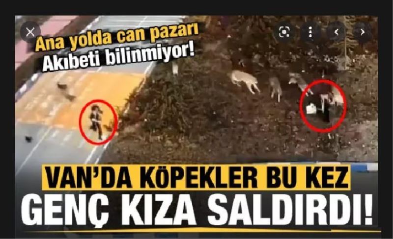 Van'da 6 köpek genç kıza böyle saldırdı!