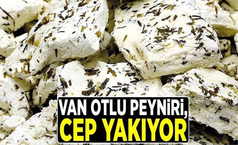 Van Otlu Peyniri, cep yakıyor