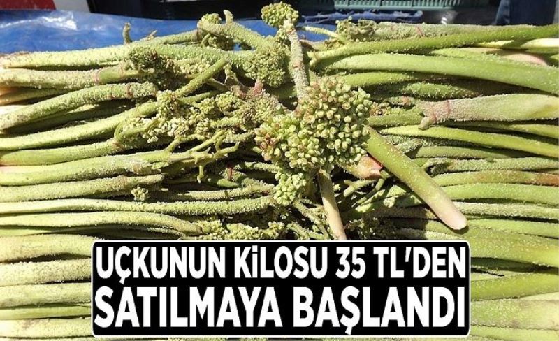 Van’da uçkunun kilosu 35 TL'den satılmaya başlandı