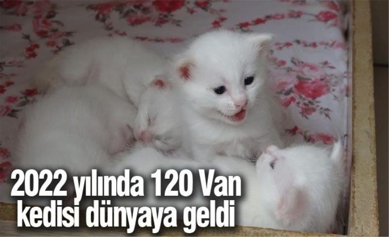 2022 yılında 120 Van kedisi dünyaya geldi