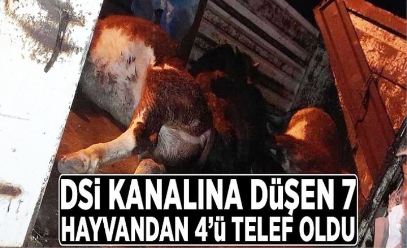 DSİ kanalına düşen 7 hayvandan 4’ü telef oldu