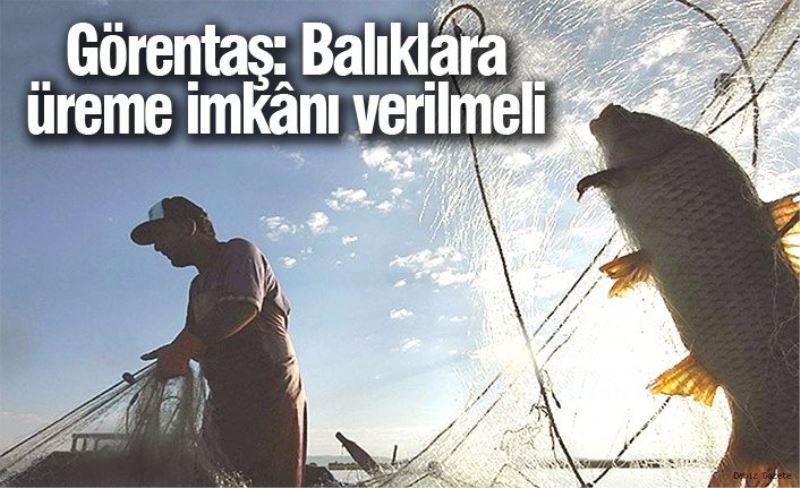 Görentaş: Balıklara üreme imkânı verilmeli