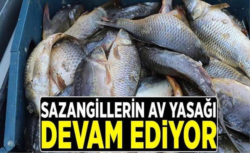 Sazangillerin av yasağı sürüyor