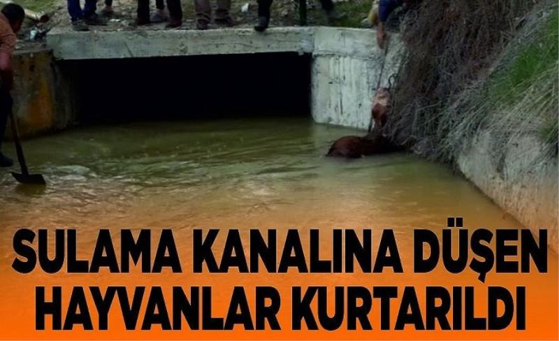 Sulama kanalına düşen hayvanlar kurtarıldı