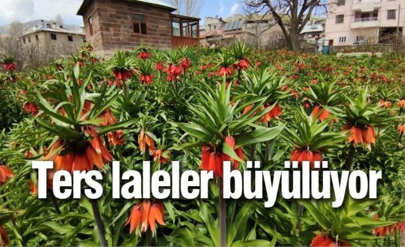 Ters laleler büyülüyor