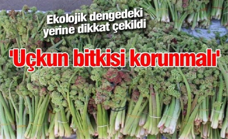 'Uçkun bitkisi korunmalı'