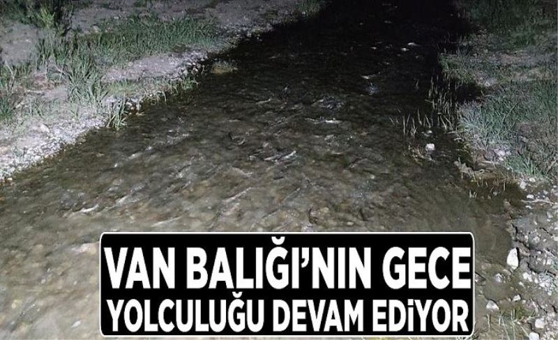 Van Balığı’nın gece yolculuğu devam ediyor