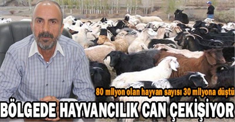 Bölgede hayvancılık can çekişiyor!